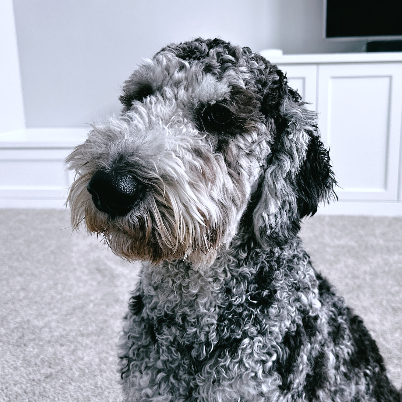 A photograph of my dog Dutch looking patiently at the camera