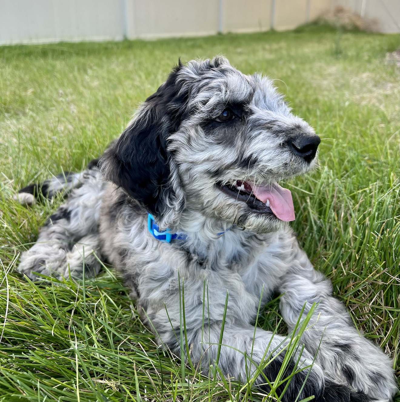 Who’s a good boy?